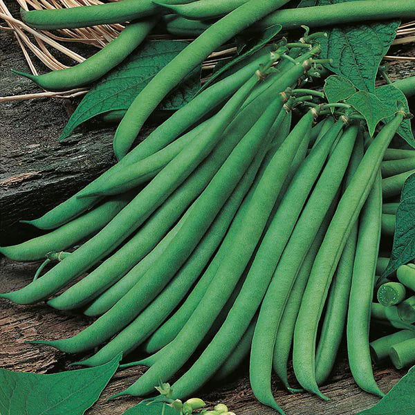 Fothergill's Dwarf Bean Ferrari Seeds