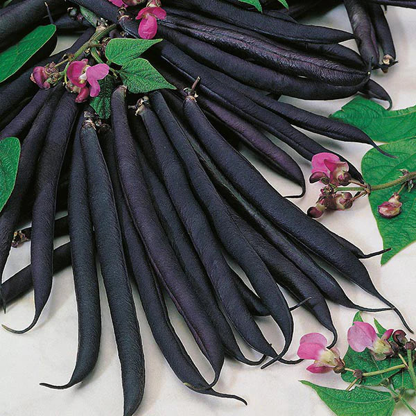 Fothergill's Dwarf Bean Purple Queen Seeds