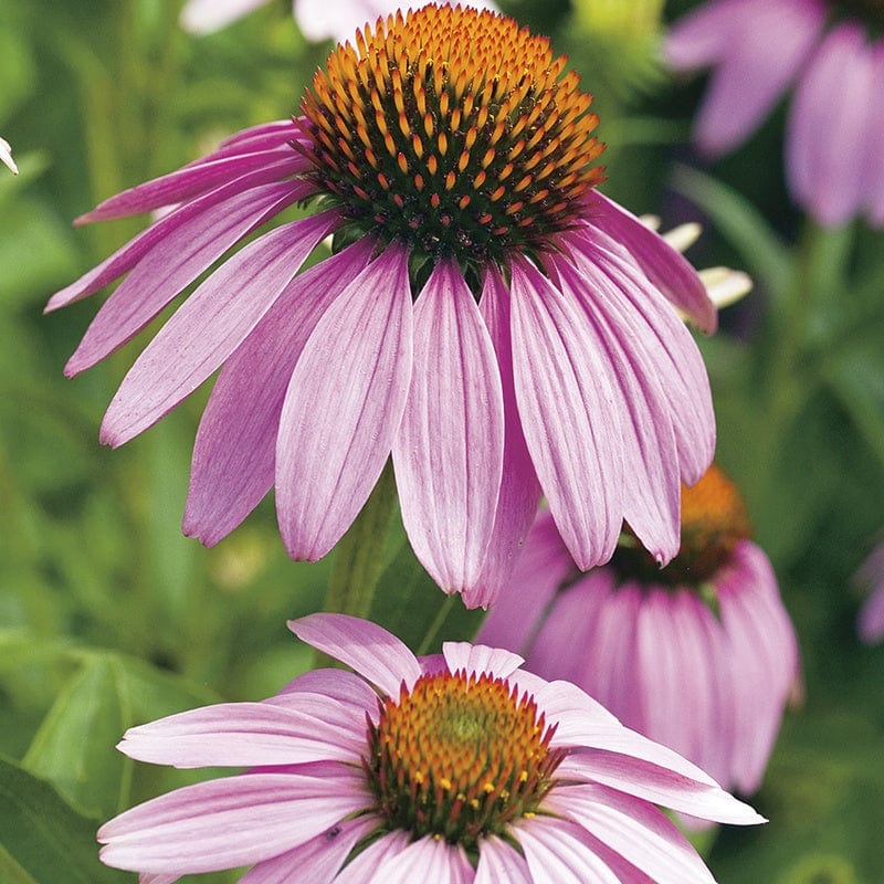 Fothergill's Echinacea Large Flowered Purple Coneflower Seeds