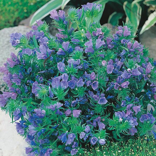 Fothergill's Echium Blue Bedder Seeds