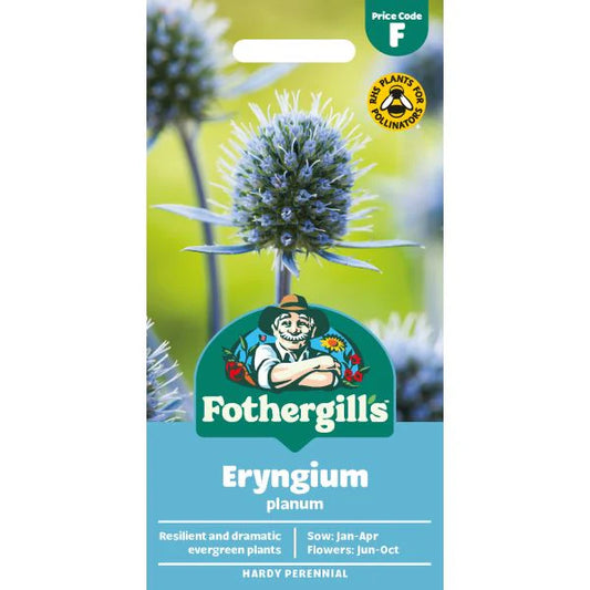 Fothergill's Eryngium Planum Flower Seeds