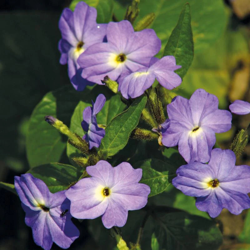 Fothergill's Forget Me Not Jamaican Blue Lady Seeds