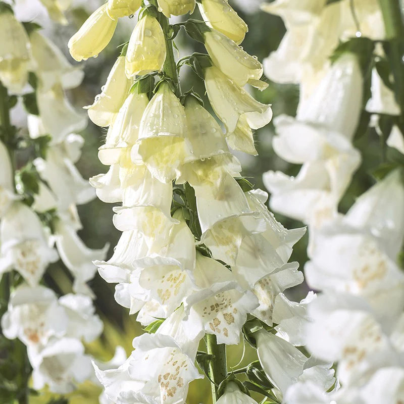 Fothergill's Foxglove Alba Seeds