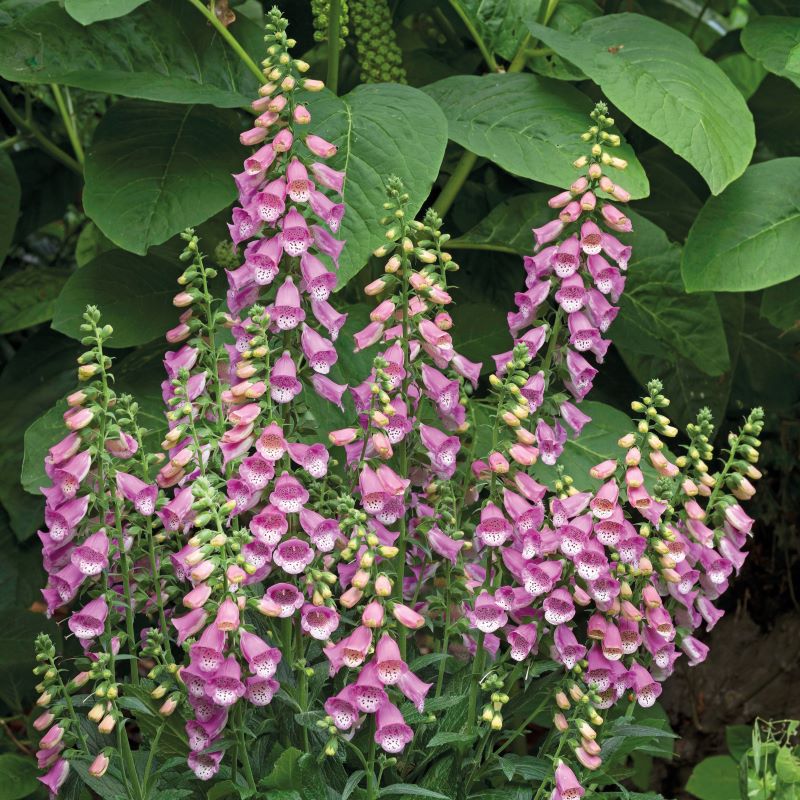 Fothergill's Foxglove Bubbly Pink F1 Seeds