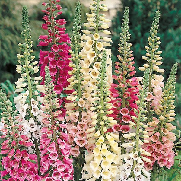 Fothergill's Foxglove Excelsior Mixed Seeds