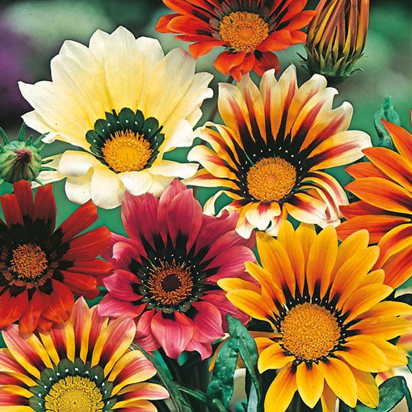 Fothergill's Gazania Sunshine Mixed Seeds