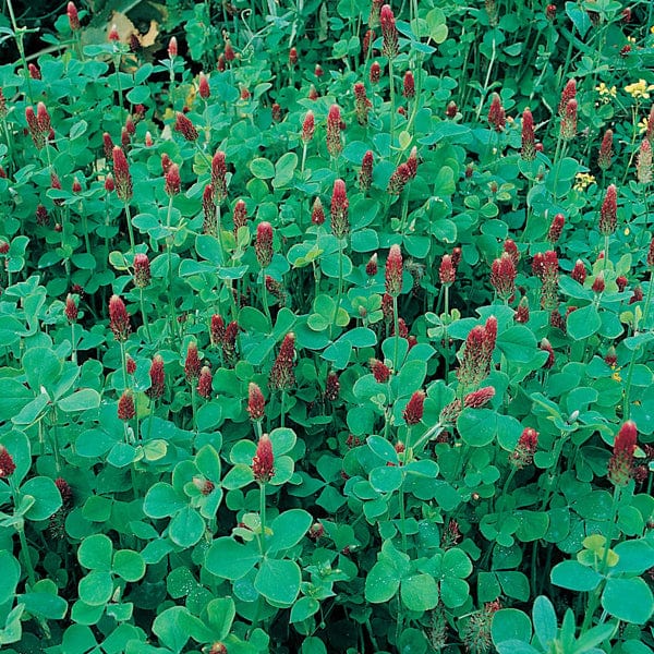 Fothergill's Green Manure Crimson Clover Seeds