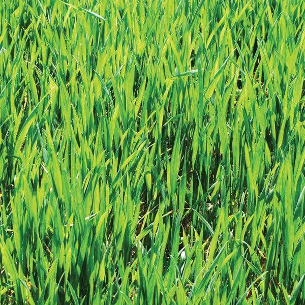 Fothergill's Green Manure Winter Rye Seeds