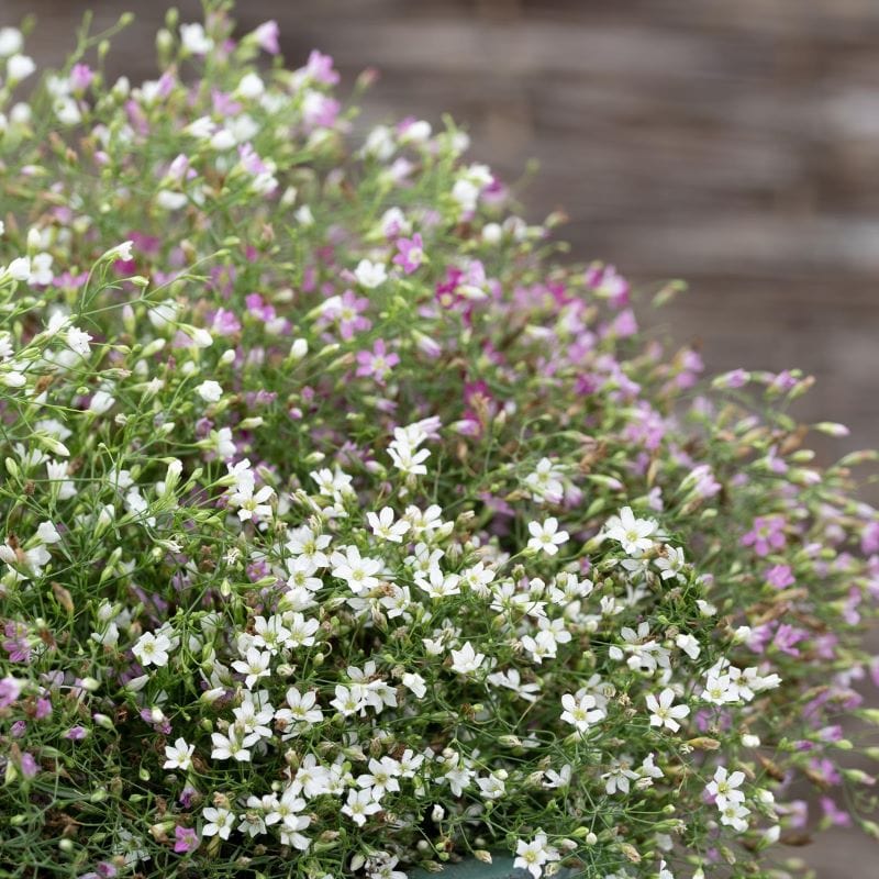 Fothergill's Gypsophila Cotton Candy Mix Seeds