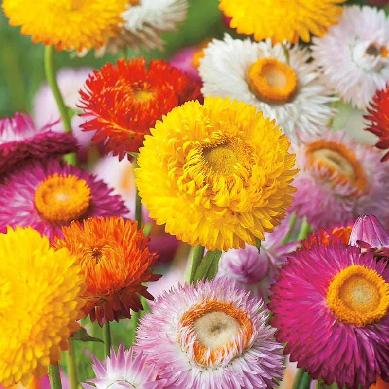 Fothergill's Helichrysum Strawflower Seeds