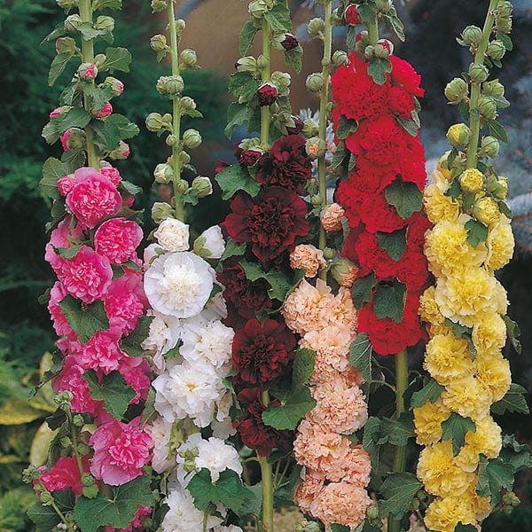 Fothergill's Hollyhock Chaters Double Mixed Seeds