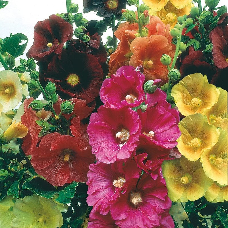 Fothergill's Hollyhock Giant Single Mixed Seeds