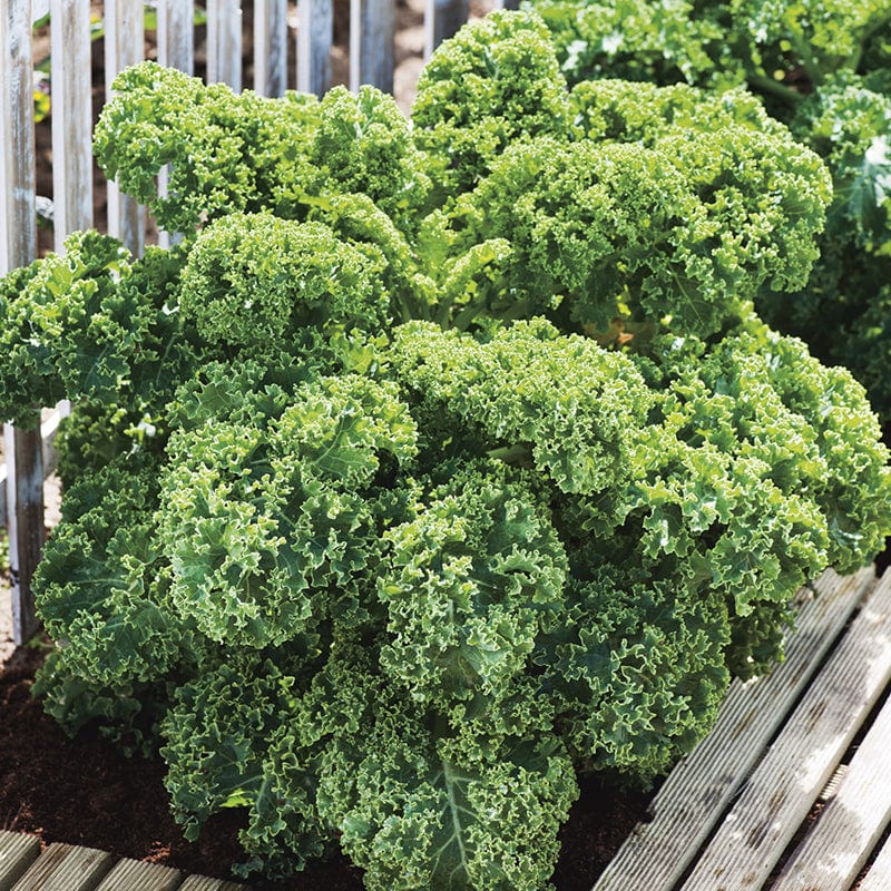 Fothergill's Kale Dwarf Green Curled Seeds