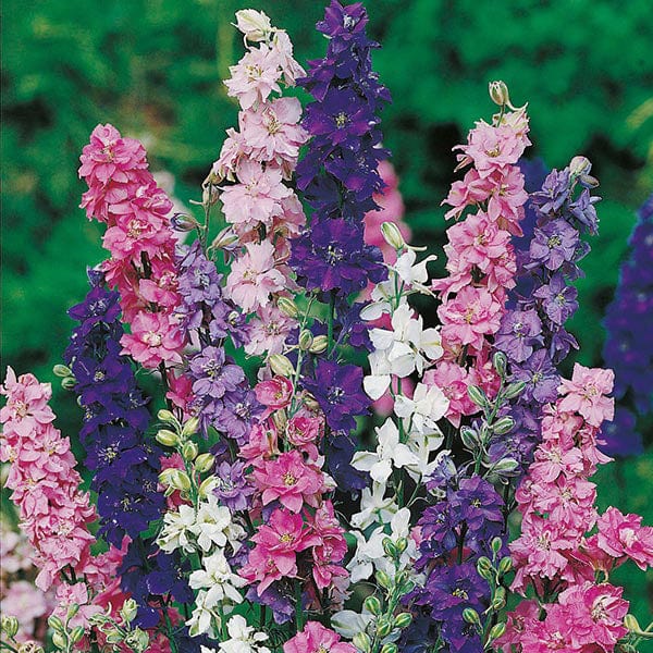 Fothergill's Larkspur Giant Imperial Mixed Seeds