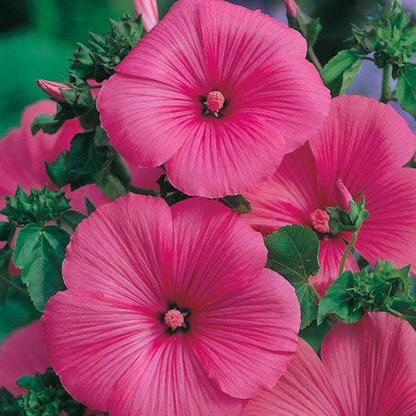 Fothergill's Lavatera Ruby Regis Seeds