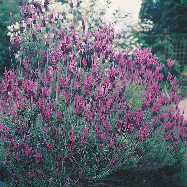 Fothergill's Lavender French Lavender Seeds