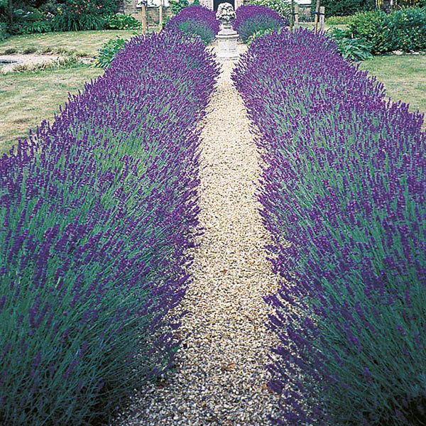 Fothergill's Lavender Hidcote Blue Seeds