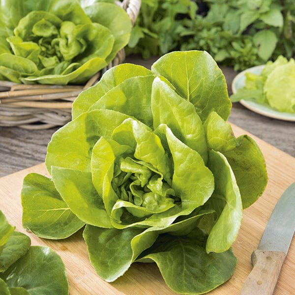 Fothergill's Lettuce Gustav's Salad Seeds
