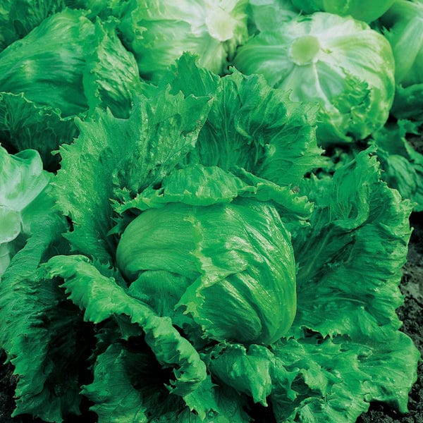 Fothergill's Lettuce Little Gem Seeds