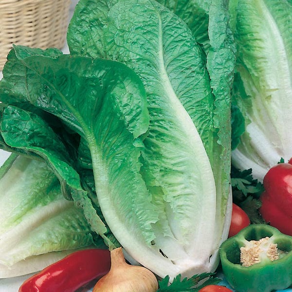 Fothergill's Lettuce Lobjoits Green Cos Seeds
