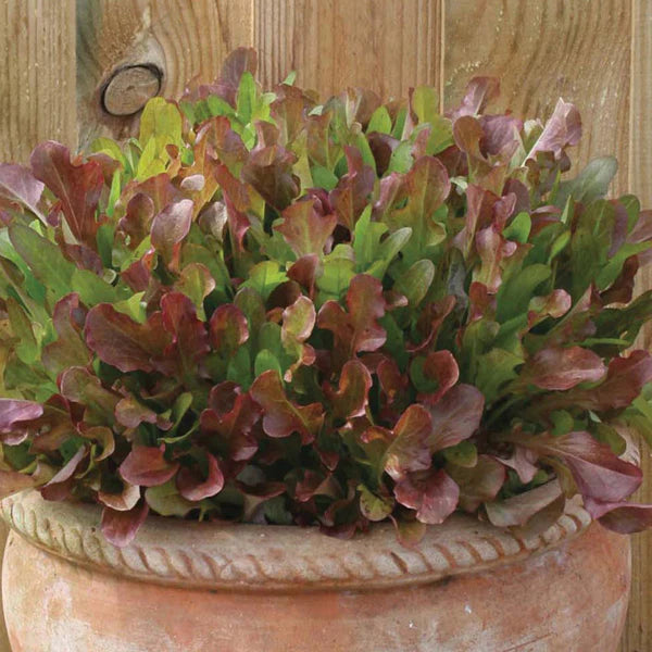 Fothergill's Lettuce Mixed Red Salad Leaves Seeds