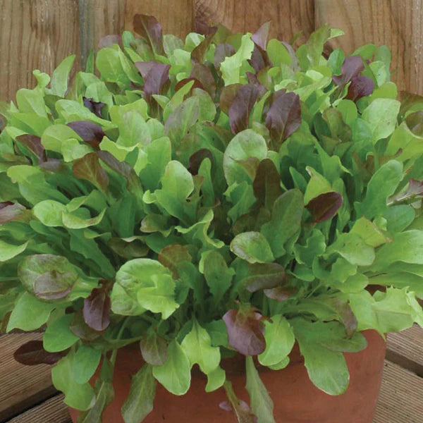 Fothergill's Lettuce Mixed Salad Leaves Seeds