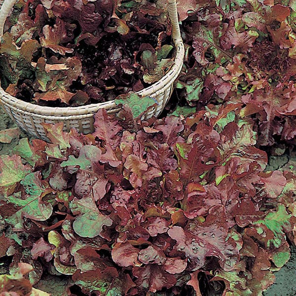 Fothergill's Lettuce Salad Bowl Red Seeds