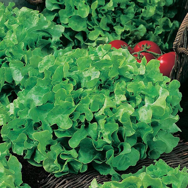 Fothergill's Lettuce Salad Bowl Seeds