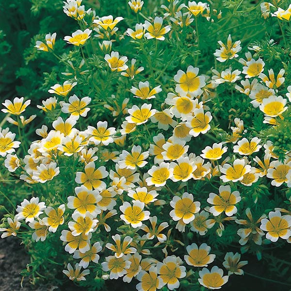 Fothergill's Limnanthes douglasii Seeds