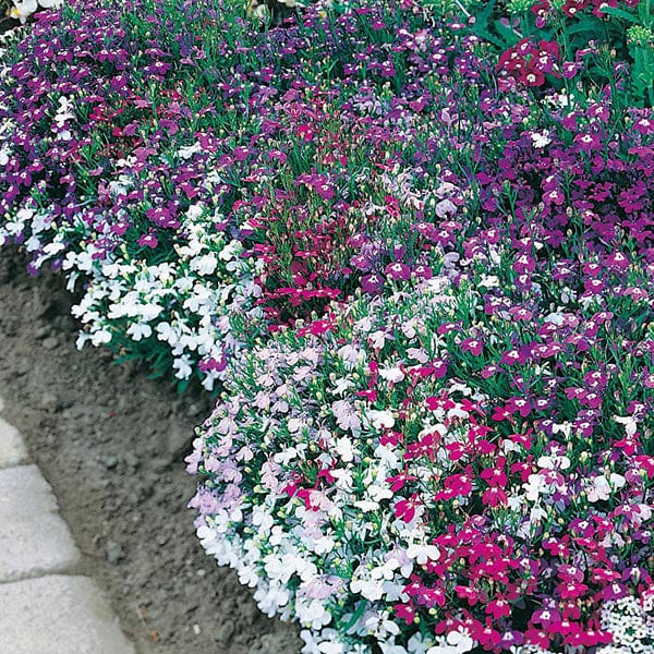 Fothergill's Lobelia String of Pearls Seeds