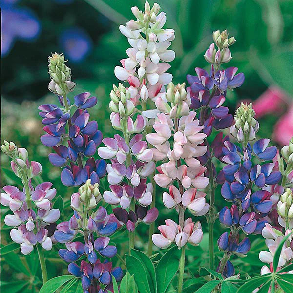 Fothergill's Lupin Pixie Delight Seeds