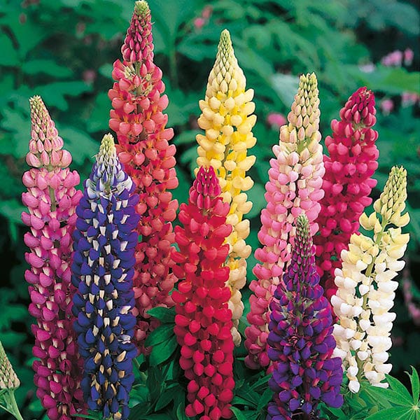 Fothergill's Lupin Russell Mixed Seeds