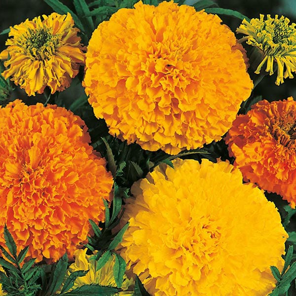 Fothergill's Marigold African Crackerjack Mixed Seeds