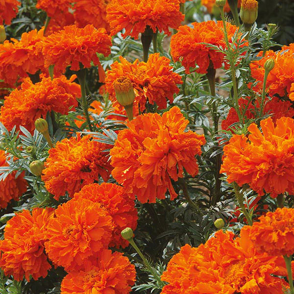 Fothergill's Marigold African Kees' Orange Seeds