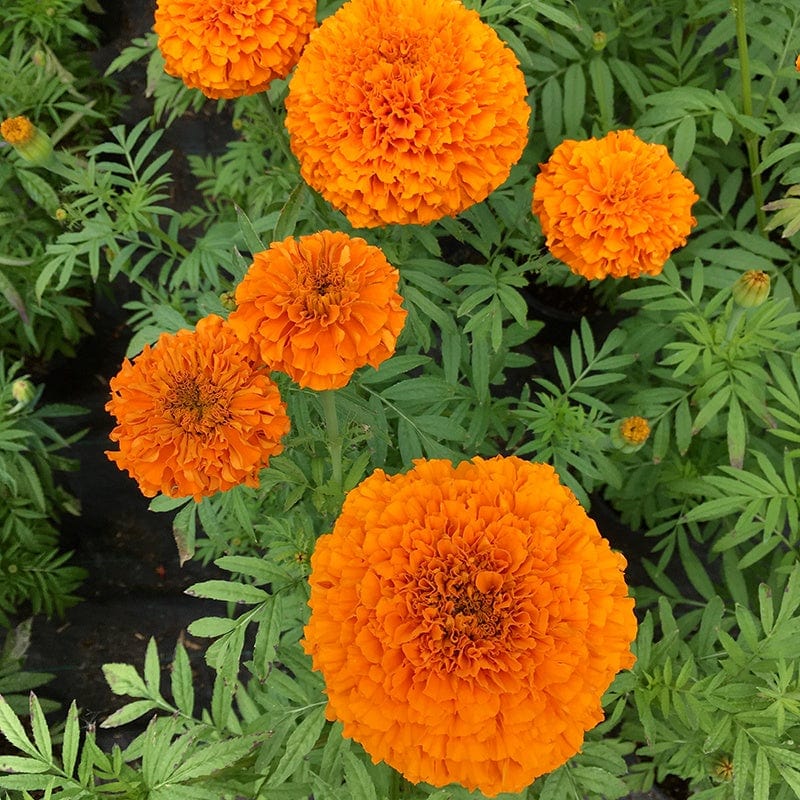 Fothergill's Marigold African Orange Beast F1 Flower Seeds
