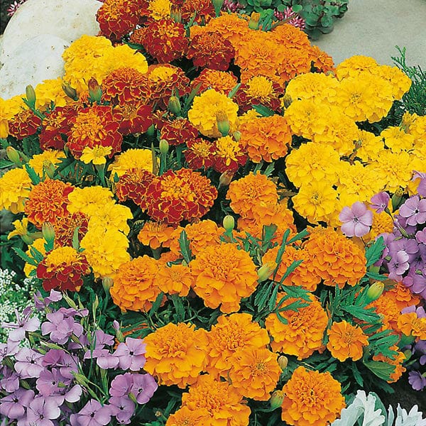 Fothergill's Marigold French Bonita Mixed Seeds