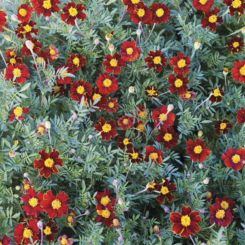 Fothergill's Marigold French Red Knight Seeds