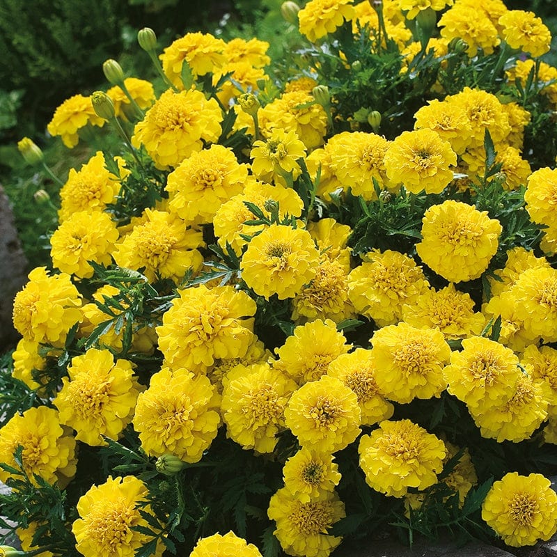 Fothergill's Marigold French Yellow Jacket Seeds