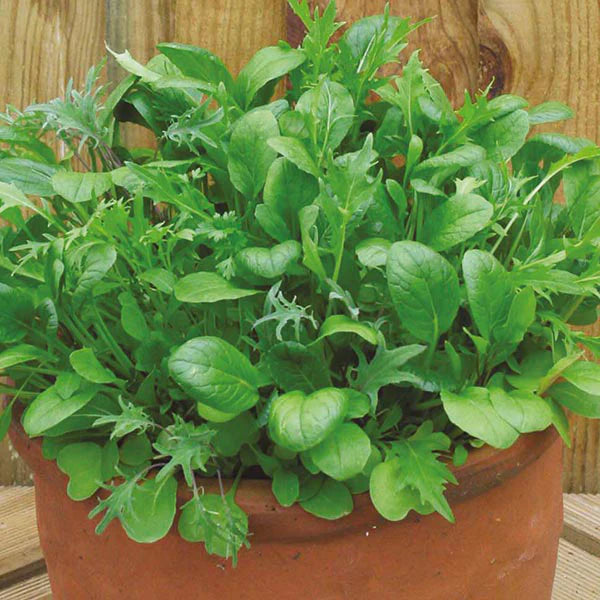 Fothergill's Mixed Mild Salad Leaves Seeds