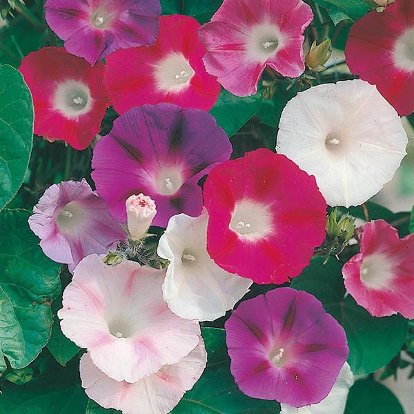 Fothergill's Morning Glory Choice Mixed Seeds