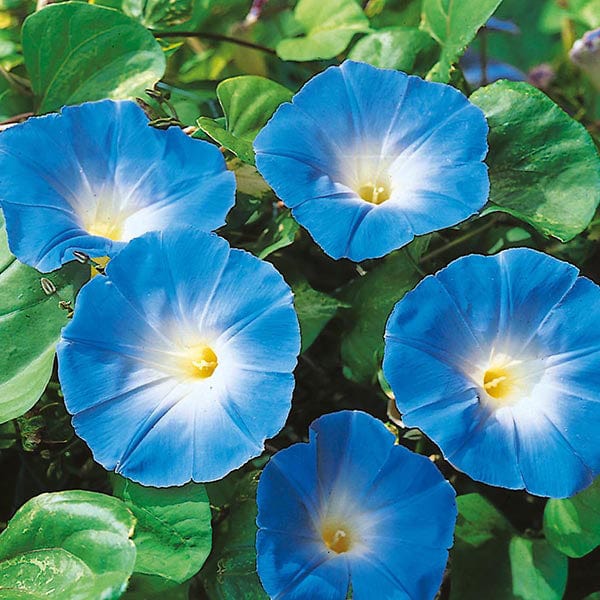 Fothergill's Morning Glory Heavenly Blue Seeds