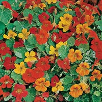 Fothergill's Nasturtium Alaska Mixed Seeds
