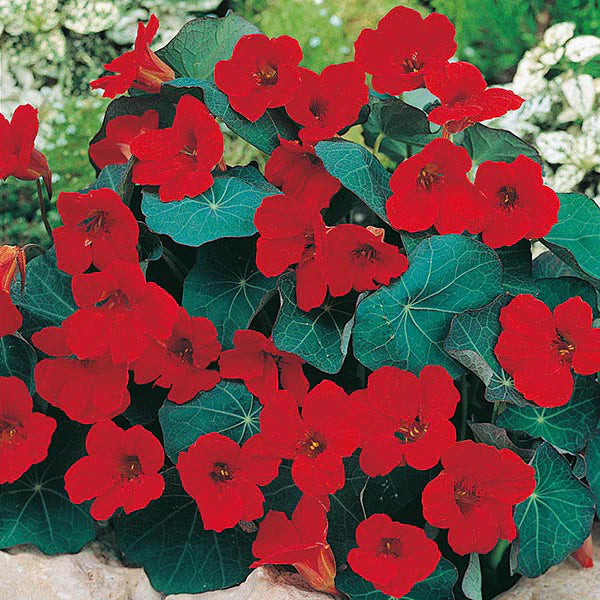 Fothergill's Nasturtium Empress of India Seeds