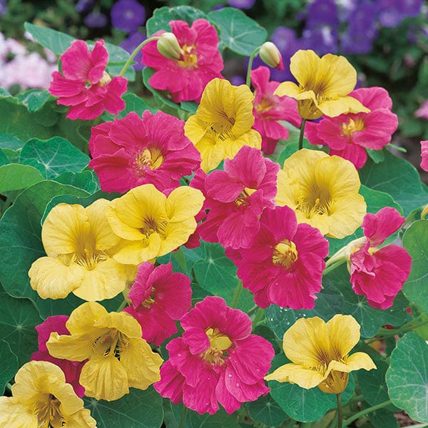 Fothergill's Nasturtium Summer Carousel Seeds
