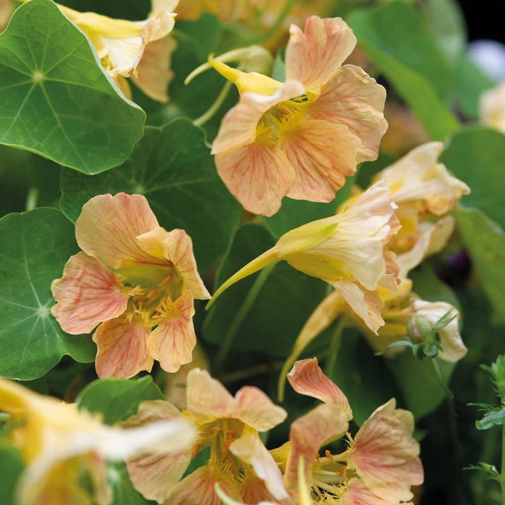 Fothergill's Nasturtium Tip Top Pink Blush Seeds