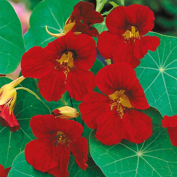 Fothergill's Nasturtium Tip Top Velvet Seeds