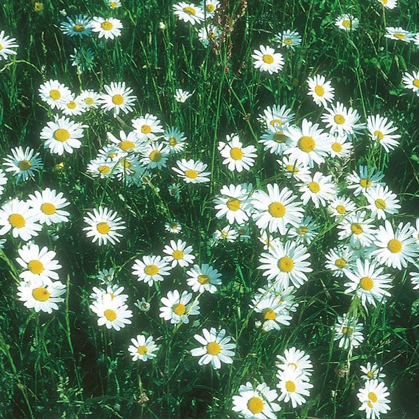 Fothergill's Nature's Helpers Chrysanthemum Ox Eye Daisy Seeds