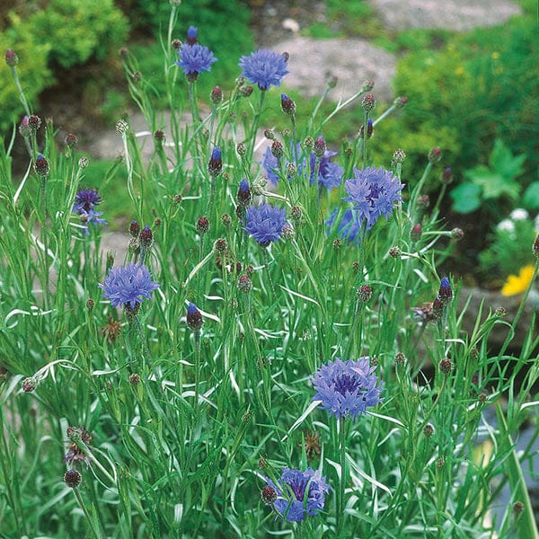 Fothergill's Nature's Helpers Cornflower Wild Cornflower Seeds