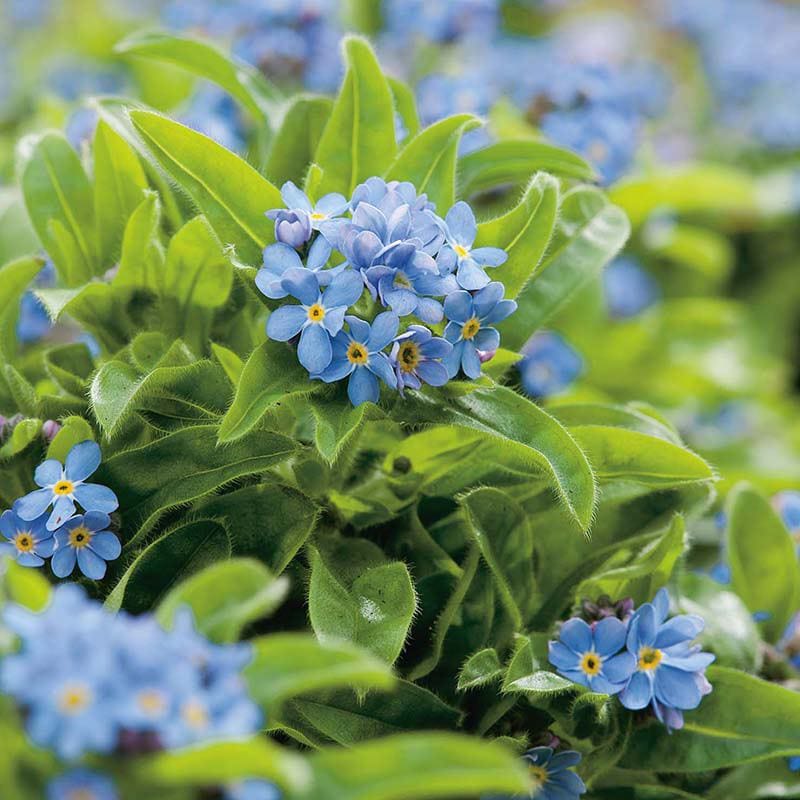 Fothergill's Nature's Helpers Forget-Me-Not Field Wildflower Seeds