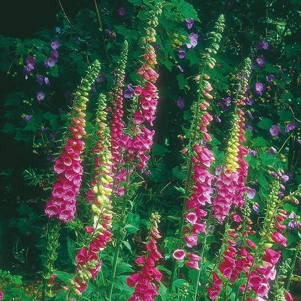 Fothergill's Nature's Helpers Foxglove Wild Foxglove Seeds
